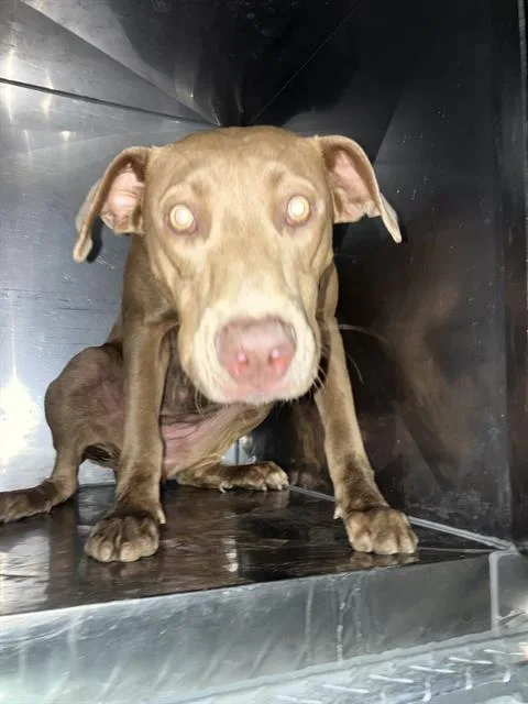 A young medium-sized male Mixed Breed dog named Fae for adoption in Dallas, TX