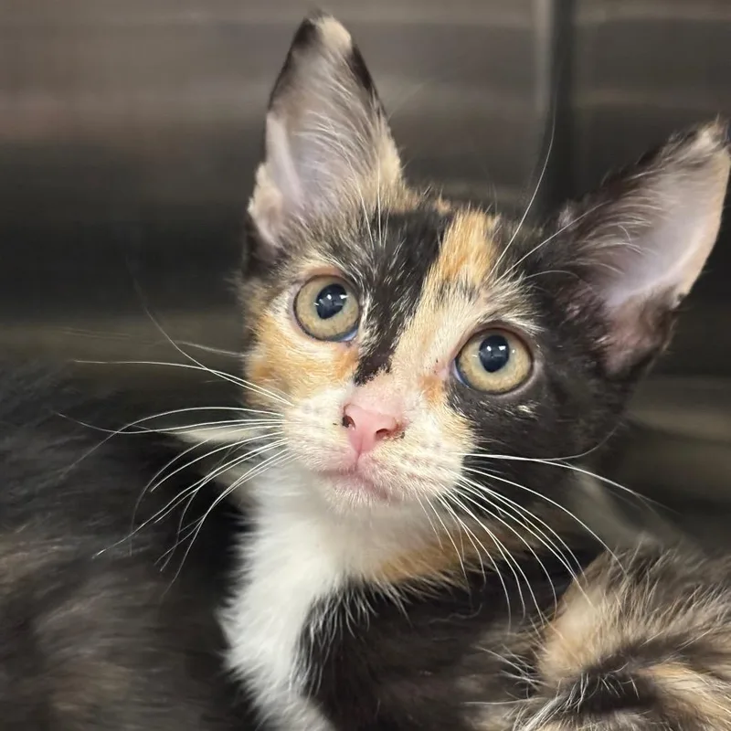 A baby small-sized female Black Domestic Short Hair cat named Runaway for adoption in League City, TX
