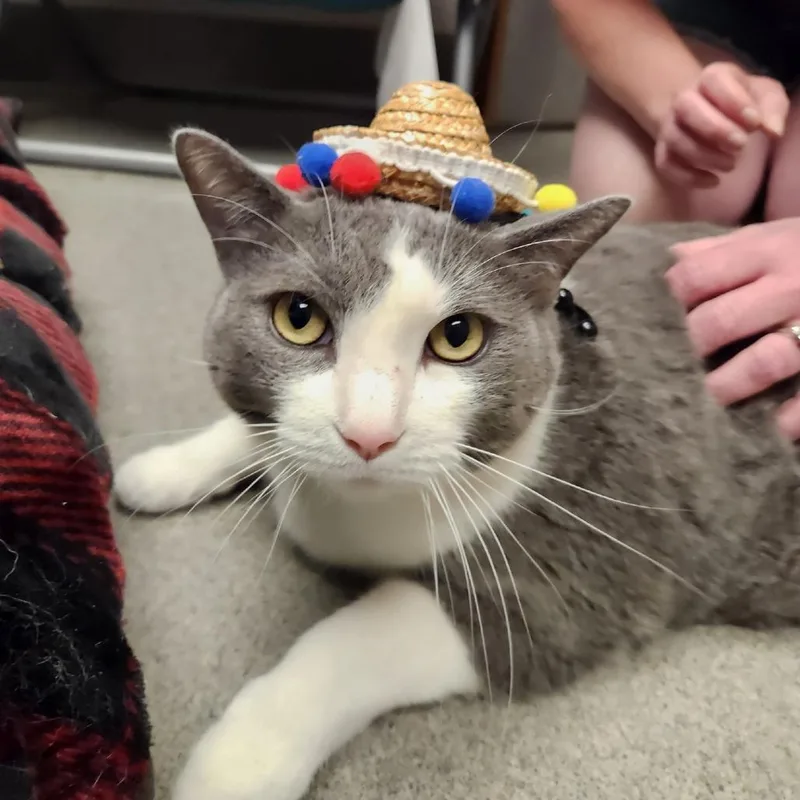 An adult extra large-sized male Gray / Blue / Silver Domestic Short Hair cat named Leo for adoption in Brockton, MA