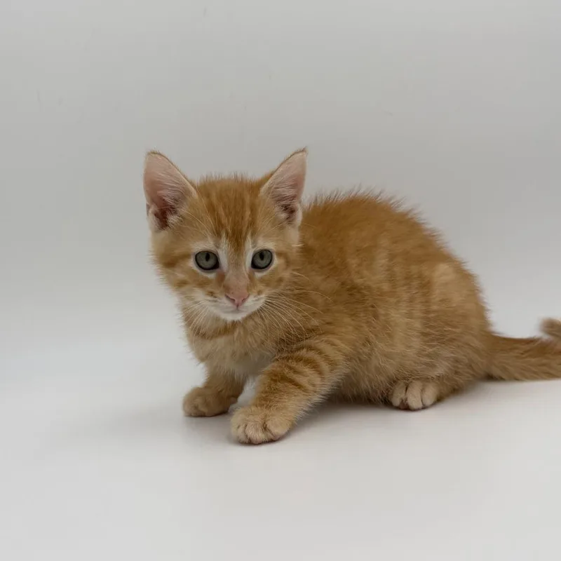 A baby medium-sized male Domestic Short Hair cat named Anvil for adoption in State College, PA