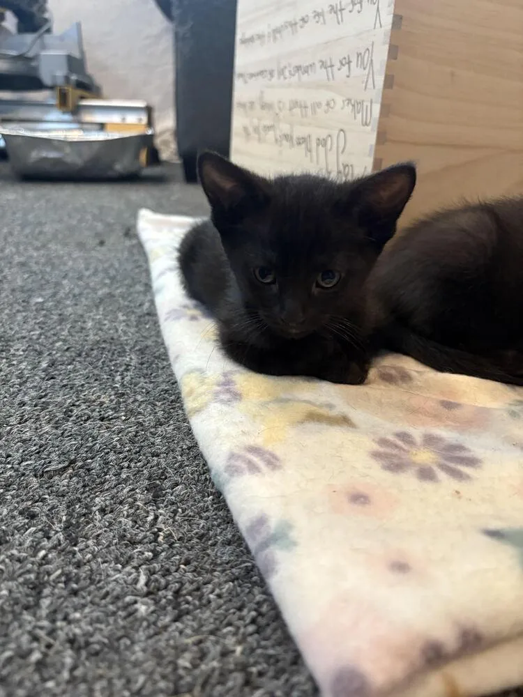 A baby small-sized female Black Bombay cat named Neveah for adoption in Lancaster, CA