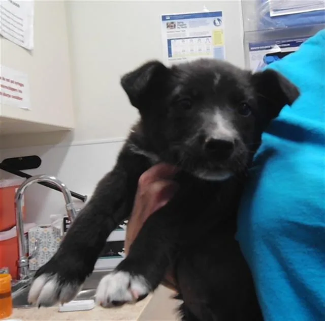 A baby small-sized male Australian Cattle Dog / Blue Heeler dog named Doopy for adoption in Albuquerque, NM
