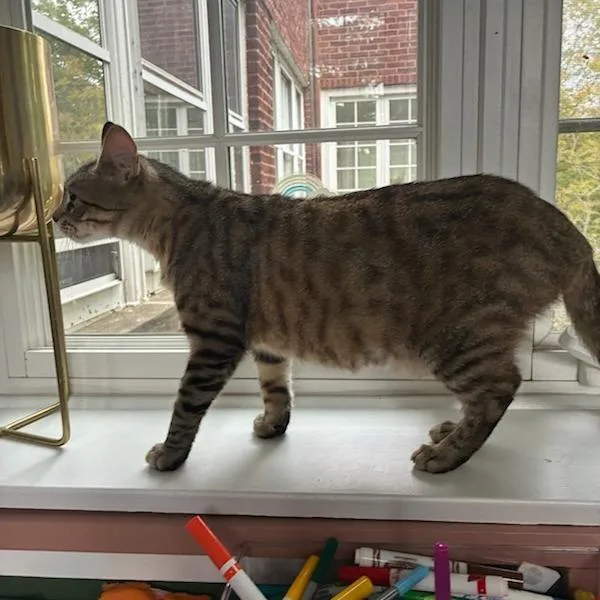 An adult medium-sized female Tabby (Brown / Chocolate) Domestic Short Hair cat named Liza for adoption in Evanston, IL