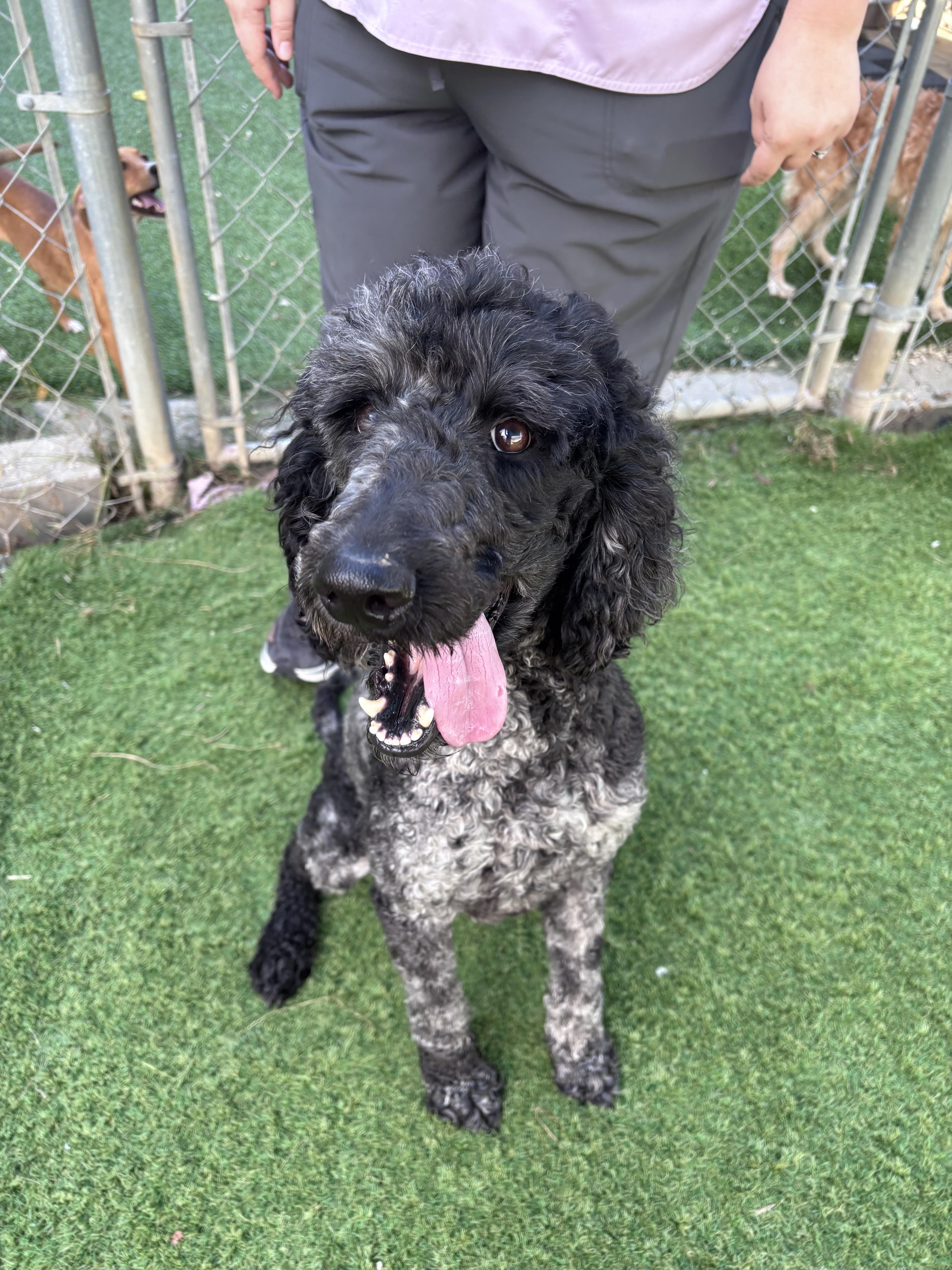A young medium-sized female Merle (Blue) Standard Poodle dog named Jessie for adoption in Semmes, AL
