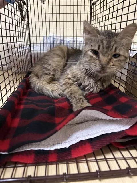 An adult small-sized female Domestic Short Hair cat named Mia Hamm for adoption in Sacramento, CA