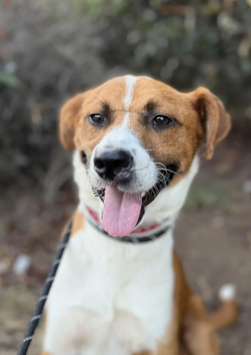 A young medium-sized male Mixed Breed dog named Boone for adoption in Los Angeles, CA