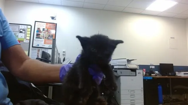 A baby small-sized male Domestic Short Hair cat named Squidward for adoption in Miami, FL