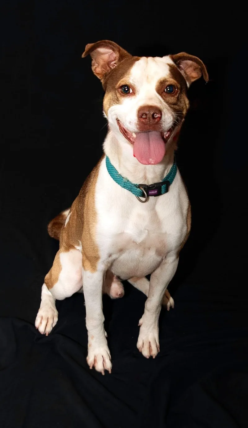 A young medium-sized male Mixed Breed dog named Happy for adoption in Granite City, IL