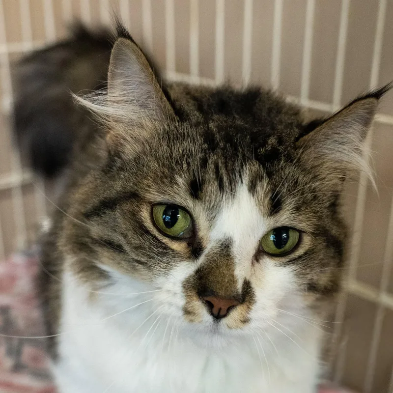 An adult medium-sized female Tabby (Tiger Striped) Domestic Medium Hair cat named Princess for adoption in Lapeer, MI