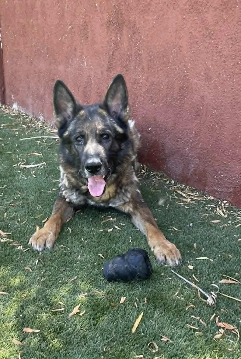 A senior large-sized male Sable German Shepherd Dog dog named Dirk for adoption in Glendale, AZ