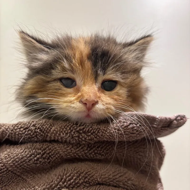 A baby small-sized female Torbie Domestic Long Hair cat named Toph for adoption in Washington Township, OH