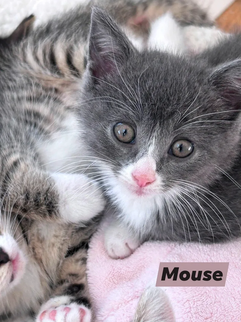 Mouse