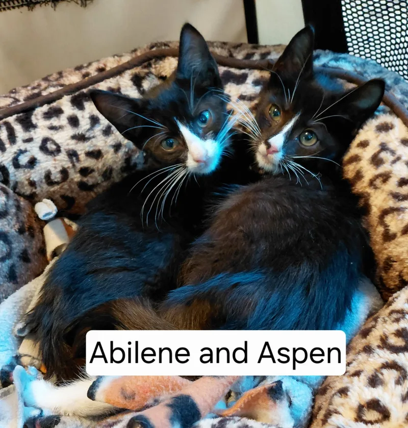 A baby medium-sized female Black & White / Tuxedo Domestic Short Hair cat named Abilene for adoption in Landenberg, PA