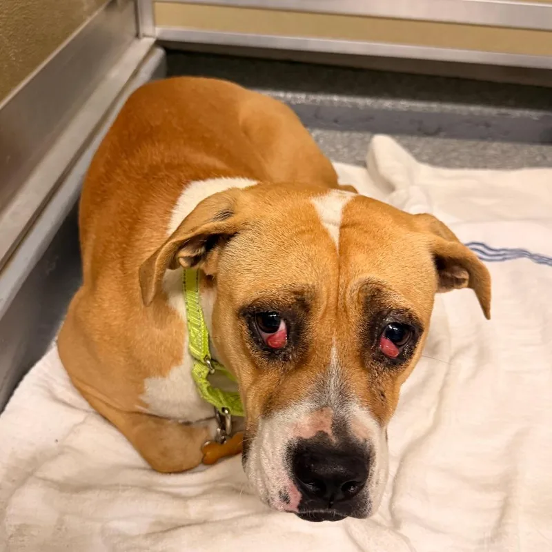 A young medium-sized female Brown / Chocolate Boxer dog named Beatrice for adoption in Durango, CO