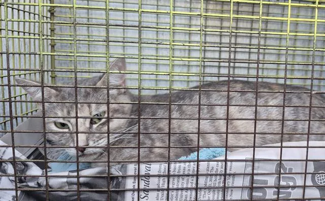 A young small-sized female Domestic Short Hair cat named Dolly for adoption in San Antonio, TX