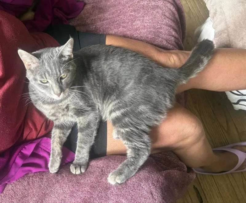 A young medium-sized female Domestic Short Hair cat named Sugarplum for adoption in Niles, MI