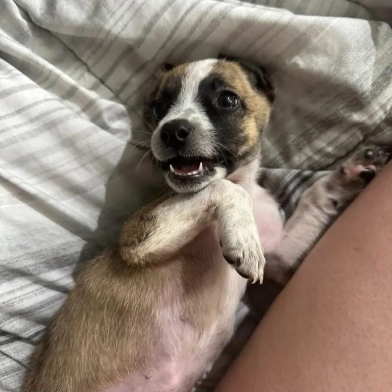 A baby medium-sized female Boxer dog named Penne for adoption in Philadelphia, PA