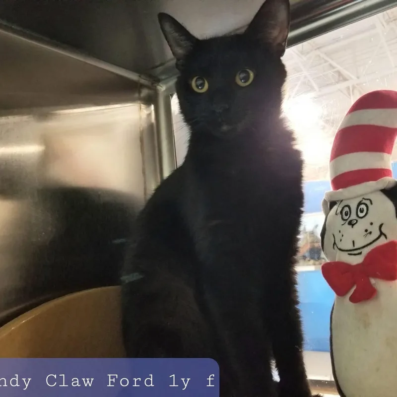A young medium-sized female Black Domestic Short Hair cat named Cindy Clawford for adoption in Palm Harbor, FL