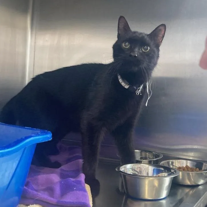 A senior small-sized male Black Domestic Short Hair cat named Found Cat for adoption in Buffalo, WY