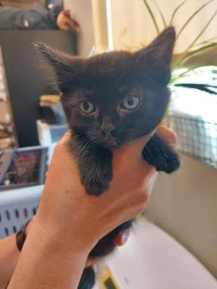 A baby small-sized female Domestic Short Hair cat named Cordelia for adoption in Fishers, IN
