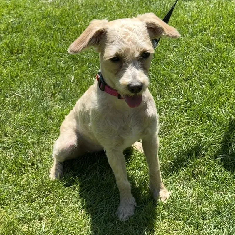 A baby small-sized female Yellow / Tan / Blond / Fawn Miniature Poodle dog named Debbie for adoption in Libertyville, IL