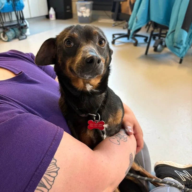 An adult small-sized male Brown / Chocolate Mixed Breed dog named Falcon Stray Hold for adoption in Huntington, WV