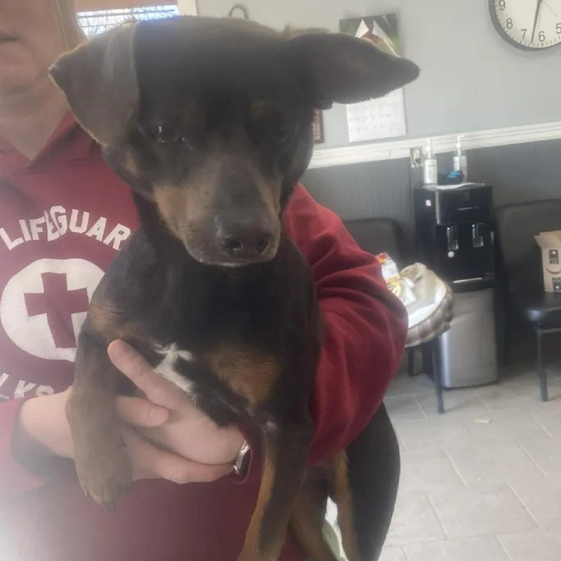 Falcon Stray Hold thumbnail 2