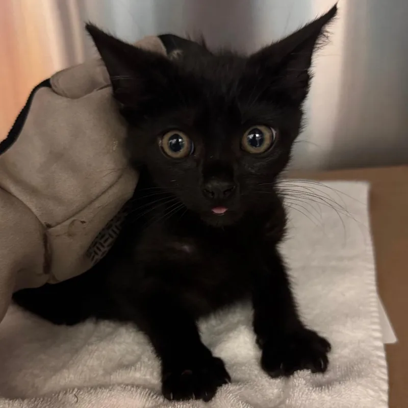 Korbat