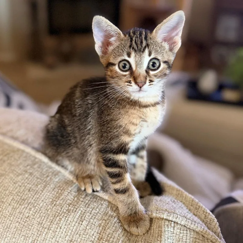 A baby small-sized male Brown / Chocolate Domestic Short Hair cat named Murphy for adoption in League City, TX