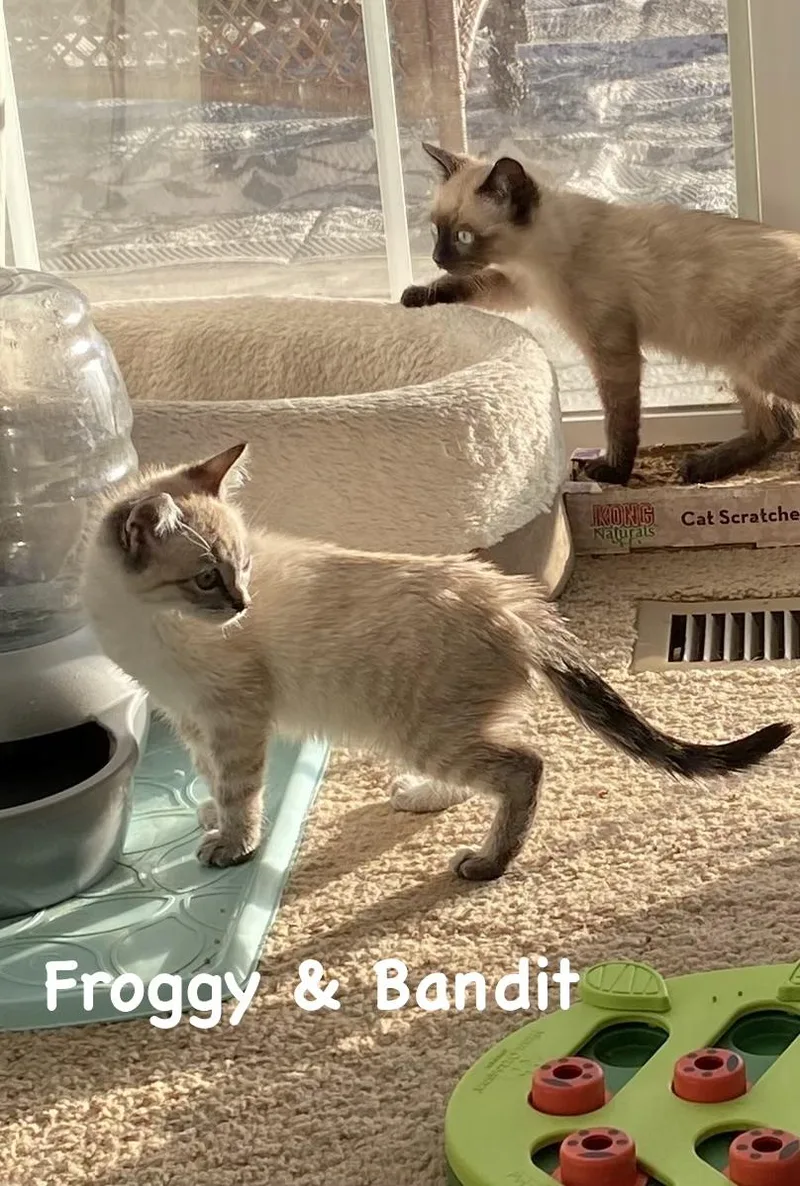 A baby medium-sized female Buff / Tan / Fawn Domestic Short Hair cat named Froggy for adoption in Gardnerville, NV