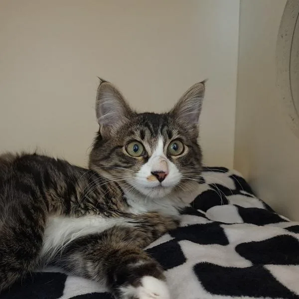 A young medium-sized male Domestic Medium Hair cat named Snow Goose for adoption in Silverdale, WA