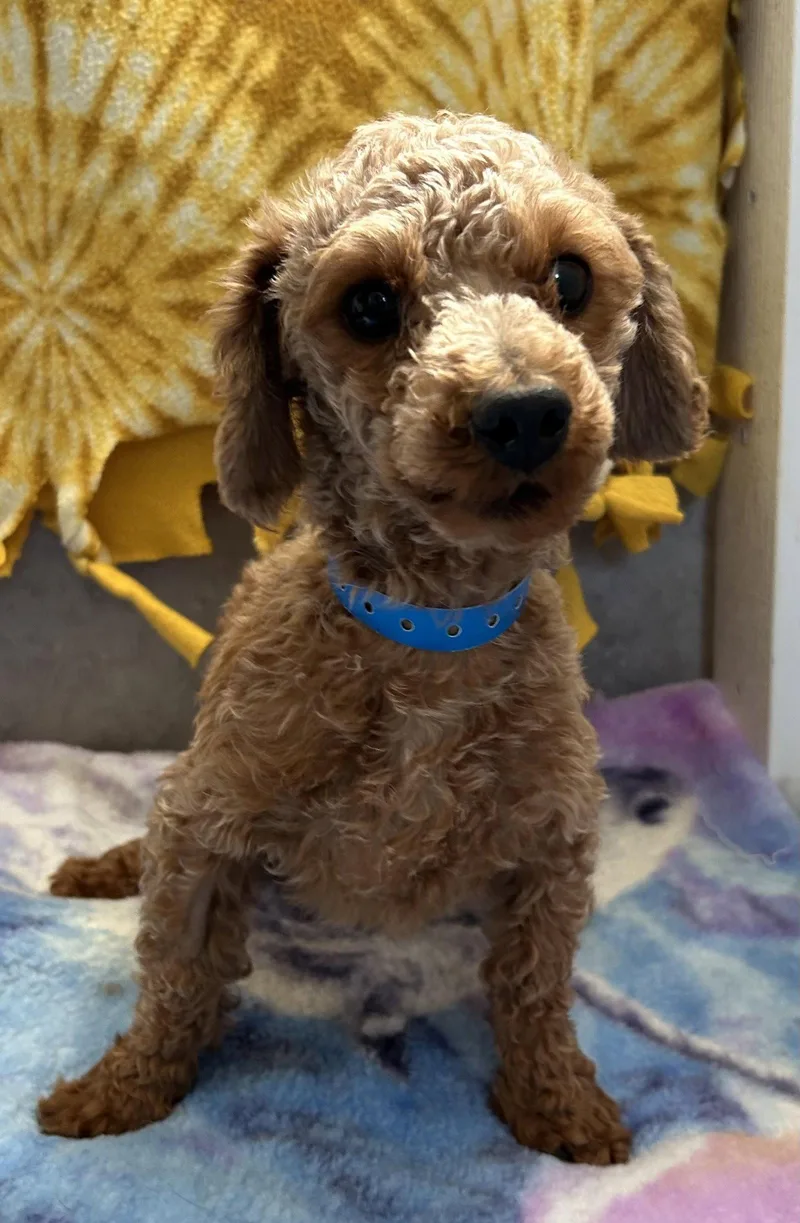 A young small-sized male Poodle dog named Norman Mar for adoption in Pacolet, SC