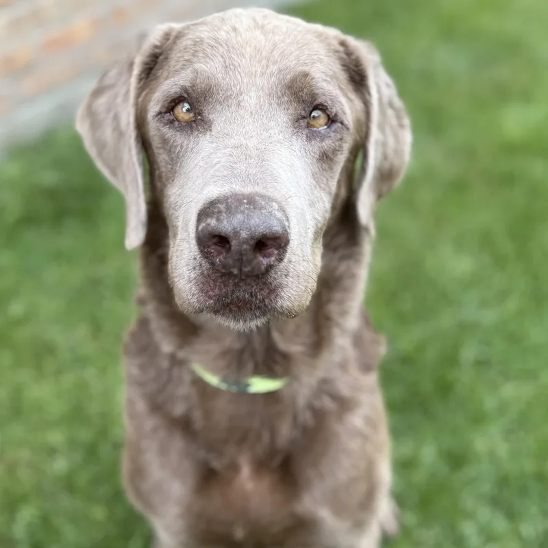 A senior large-sized male Gray / Blue / Silver Labrador Retriever dog named Alf for adoption in Itasca, IL