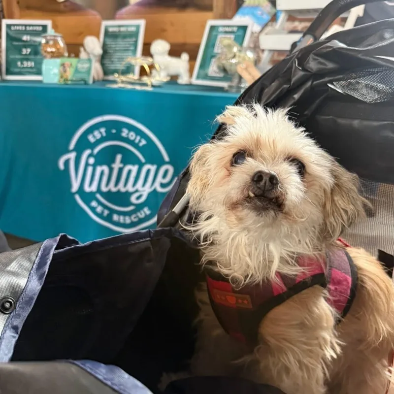 A senior small-sized female Apricot / Beige Miniature Poodle dog named Lola for adoption in Foster, RI