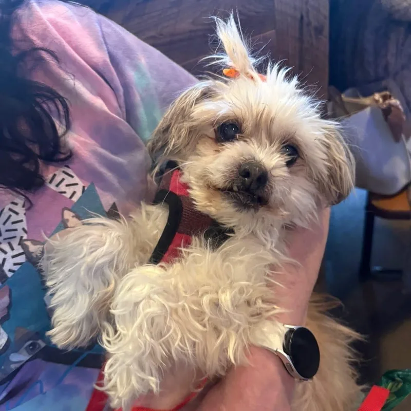 Lola thumbnail 2
