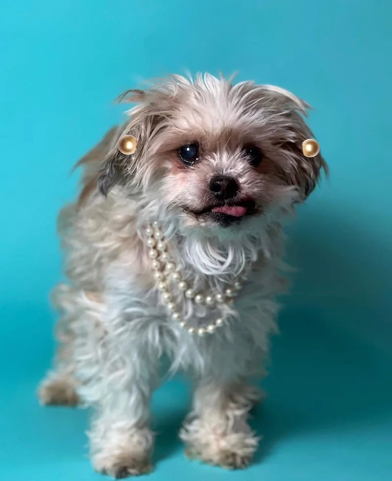 Lola thumbnail 3