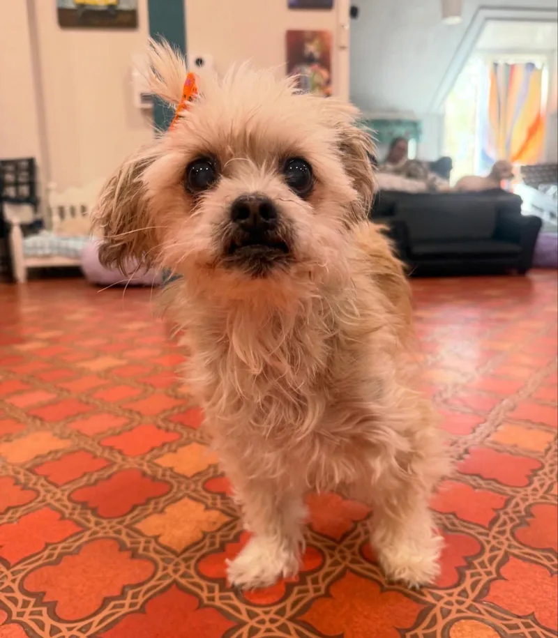Lola thumbnail 4