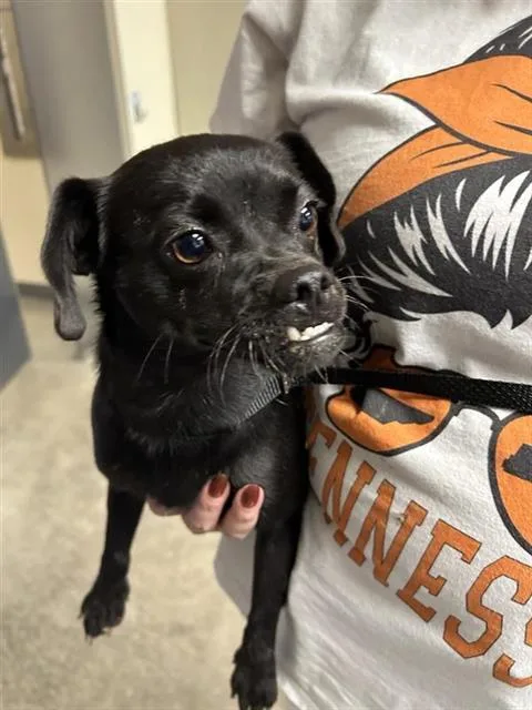 An adult small-sized female Pug dog named Serena for adoption in San Antonio, TX