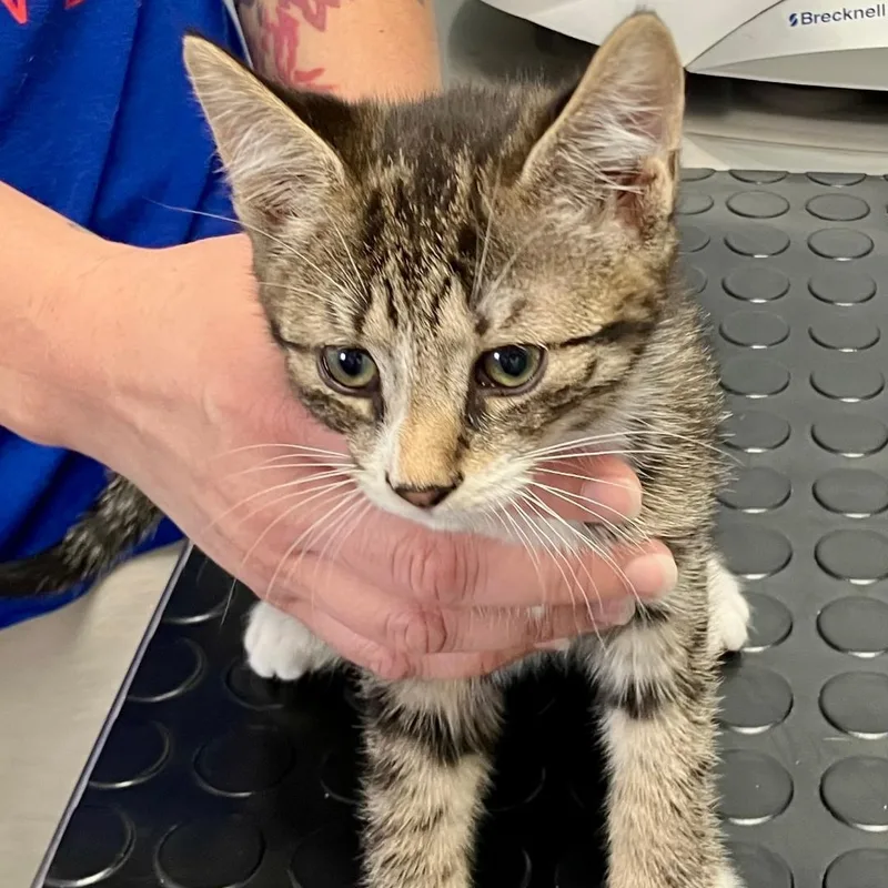 A baby medium-sized male Tabby (Brown / Chocolate) Domestic Short Hair cat named Pepper for adoption in Gastonia, NC