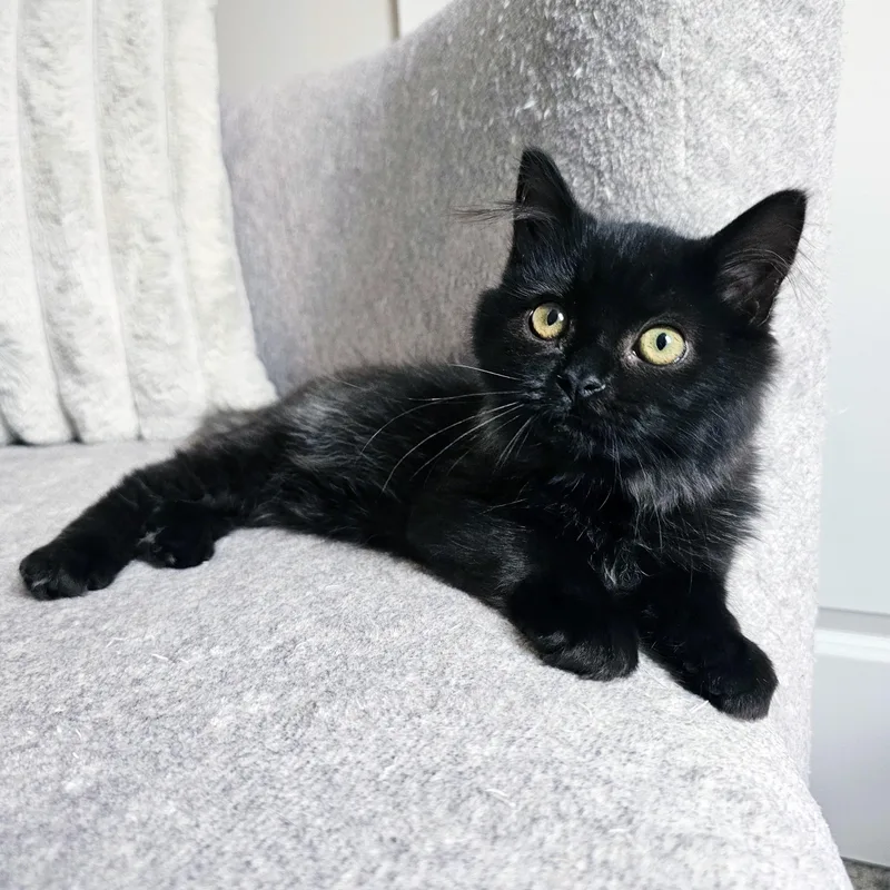 A baby medium-sized female Black Domestic Long Hair cat named Allume for adoption in Apex, NC