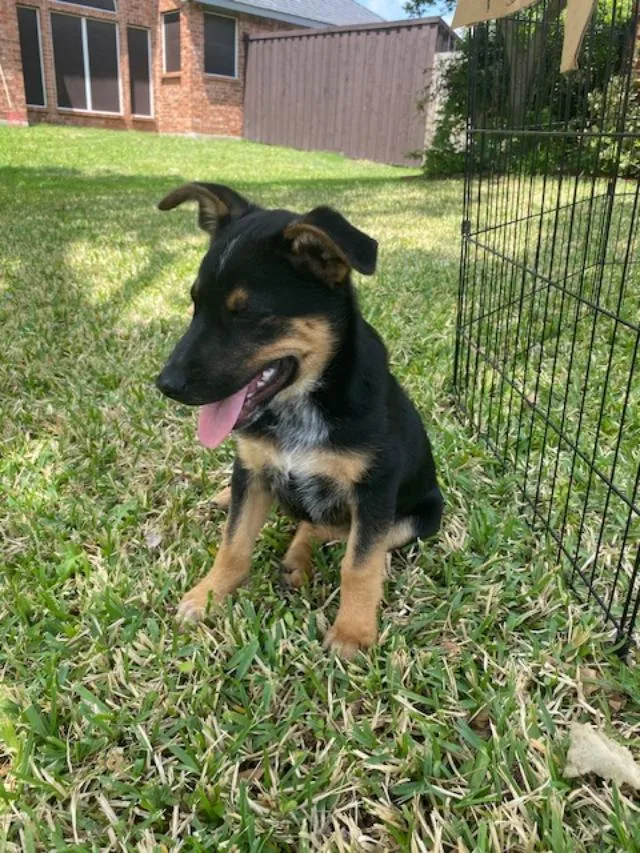 A young medium-sized female German Shepherd Dog dog named Reeses for adoption in Garland, TX