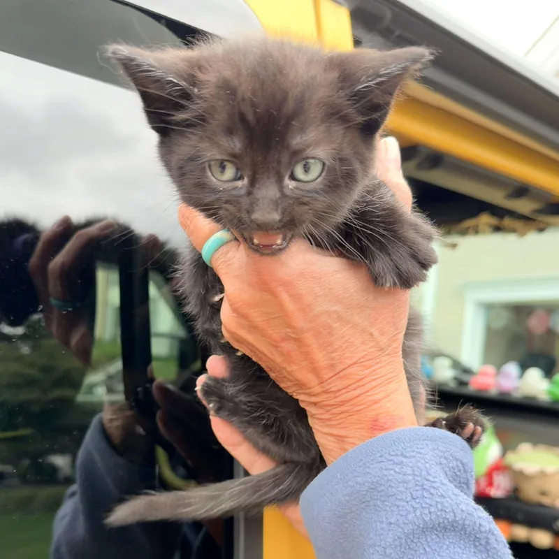 A baby medium-sized female Domestic Medium Hair cat named Brie for adoption in Hillsborough, NJ