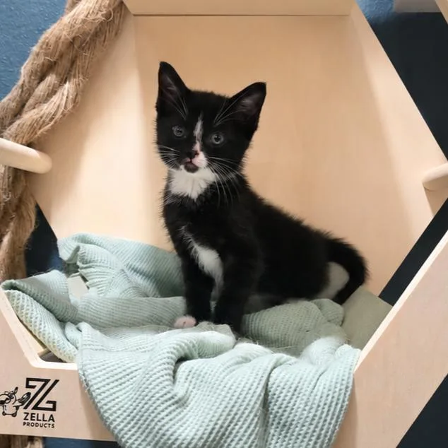 A baby small-sized male Black Domestic Short Hair cat named Jerry for adoption in Fort Smith, AR