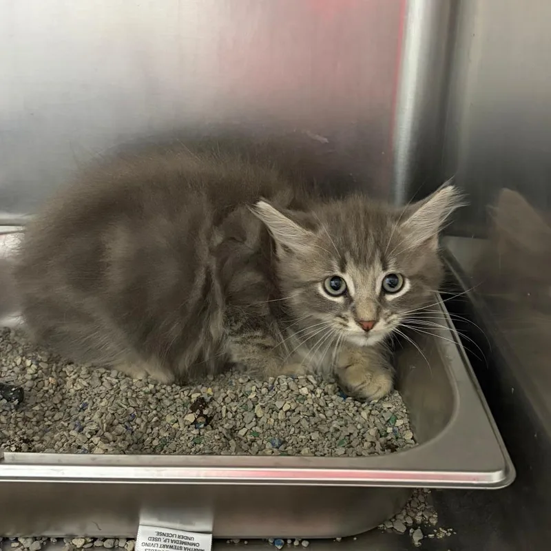 A baby small-sized male Domestic Medium Hair cat named Cactus for adoption in Columbus, GA