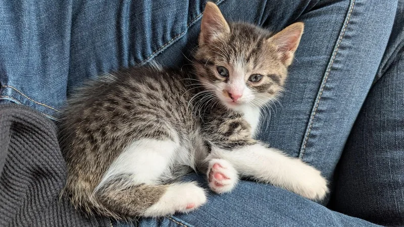A baby small-sized male White Domestic Short Hair cat named Birch for adoption in Bordentown, NJ