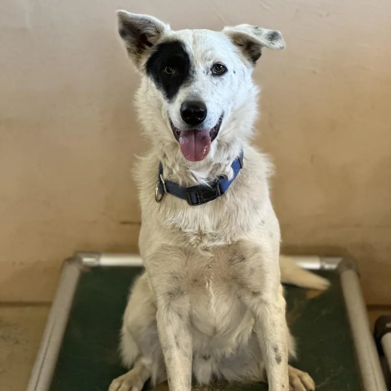 An adult medium-sized male White / Cream Cattle Dog dog named Spots for adoption in Branford, CT