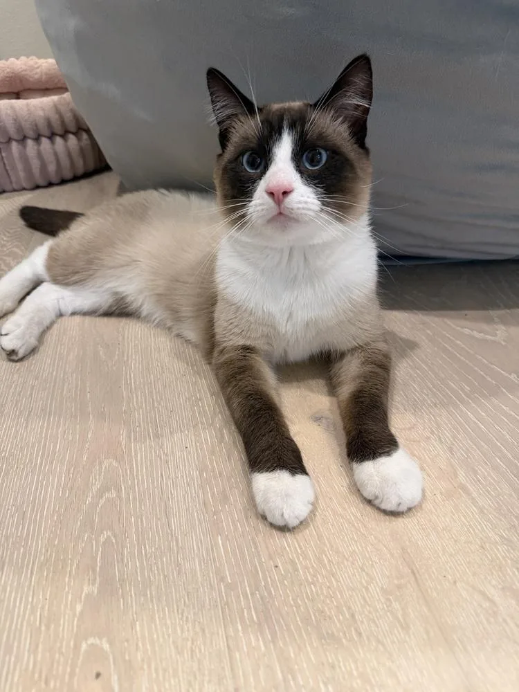 A baby small-sized male Domestic Short Hair cat named Toby for adoption in Vancouver, WA