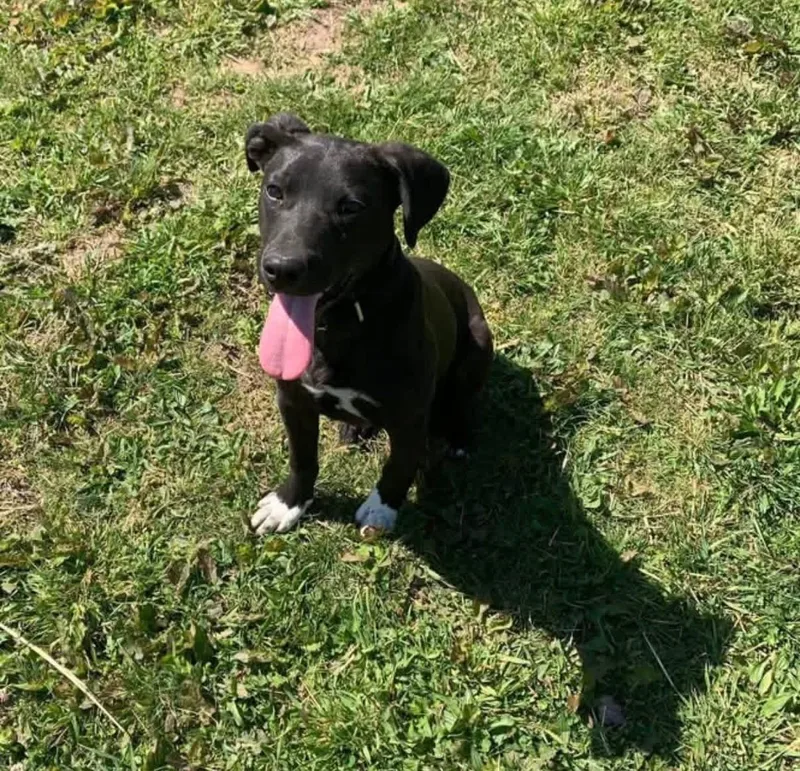 A young medium-sized male Black Labrador Retriever dog named Bud for adoption in Chattanooga, TN