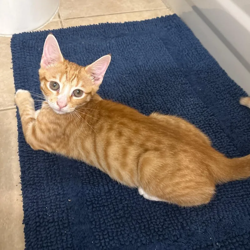 Ernie thumbnail 2