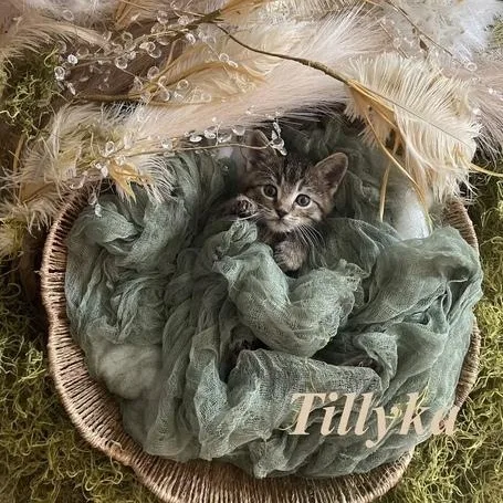 A baby medium-sized male Tabby (Gray / Blue / Silver) Domestic Short Hair cat named Tillyka for adoption in Denver, CO